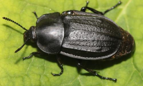 Silpha olivieri